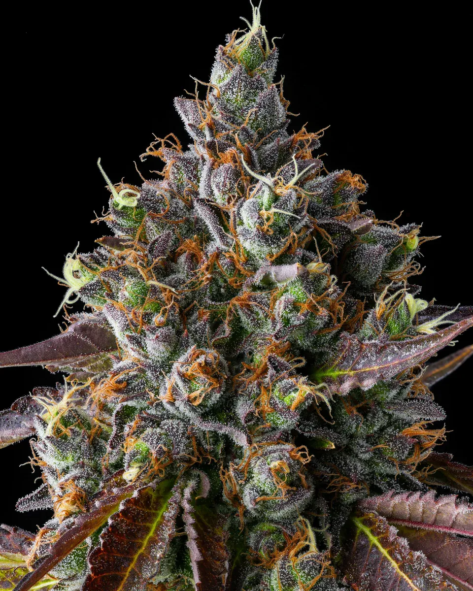 Compound Genetics - Strawberry Skrilla (fem.)