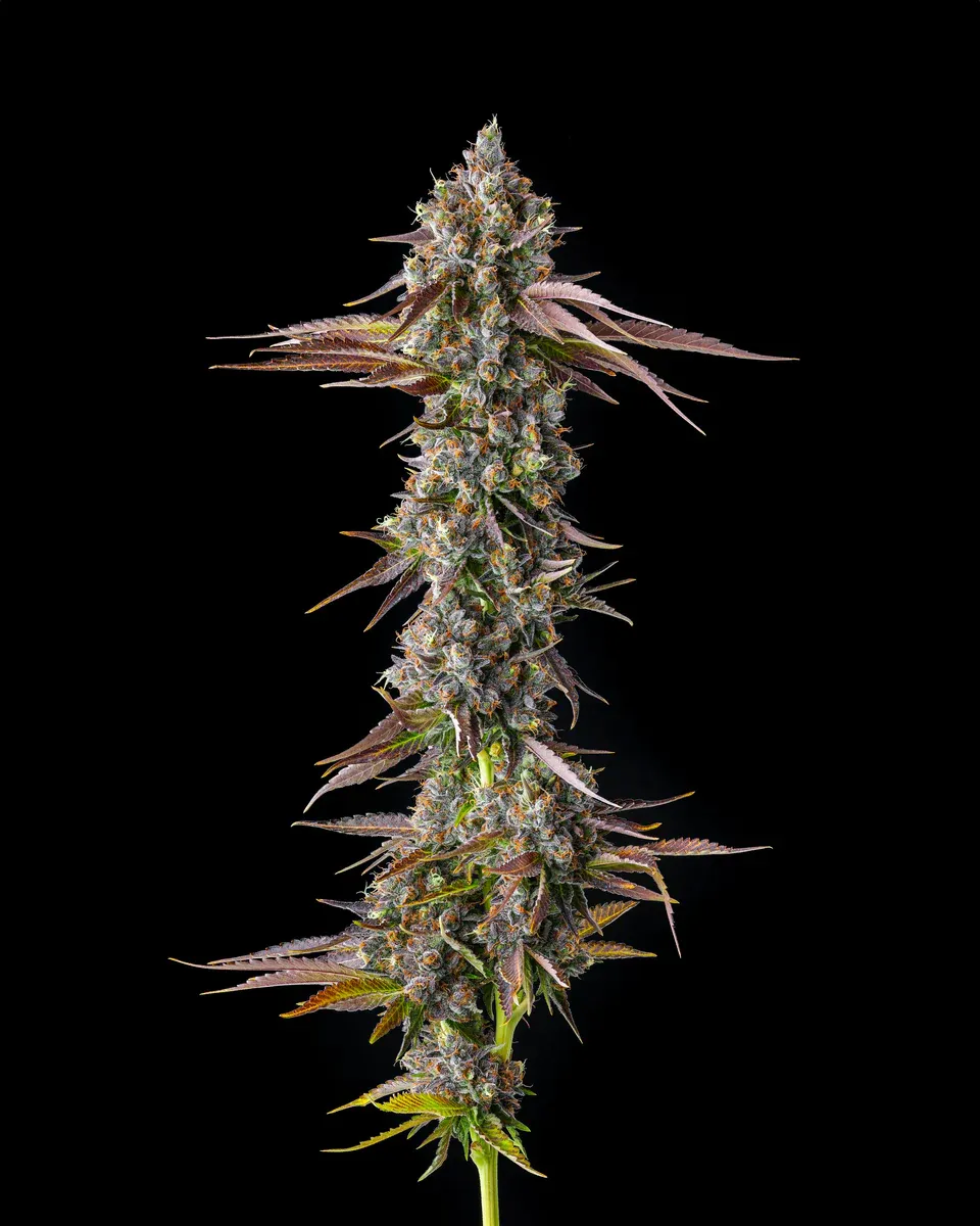 Compound Genetics - Strawberry Skrilla (fem.)
