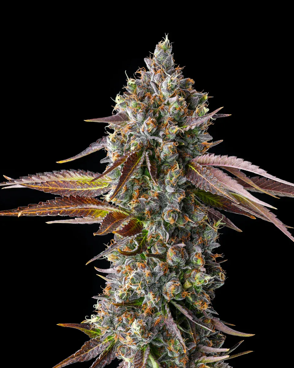 Compound Genetics - Strawberry Skrilla (fem.)