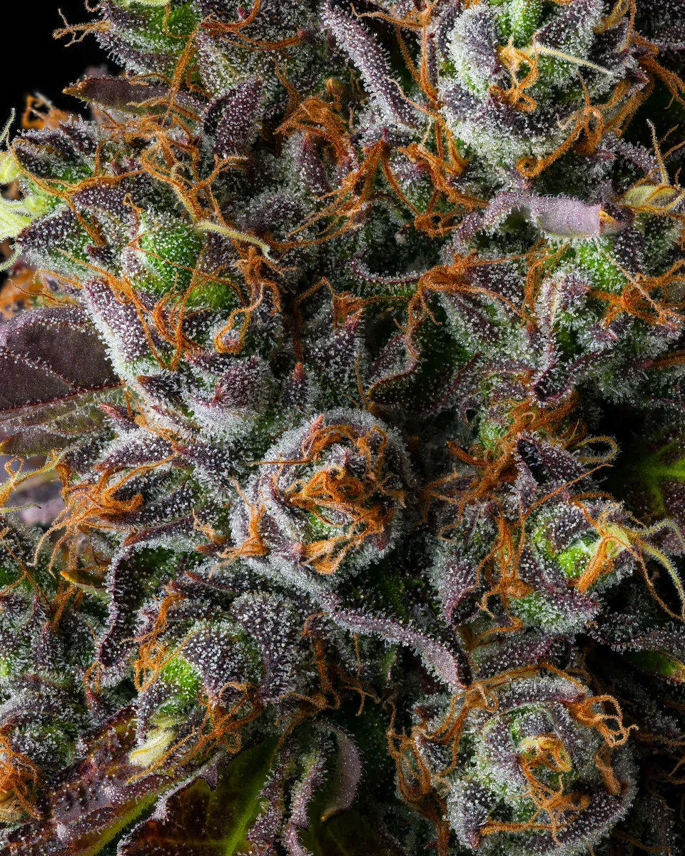 Compound Genetics - Strawberry Skrilla (fem.)