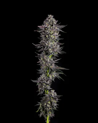 Compound Genetics - The Scrooge (fem.) 09858