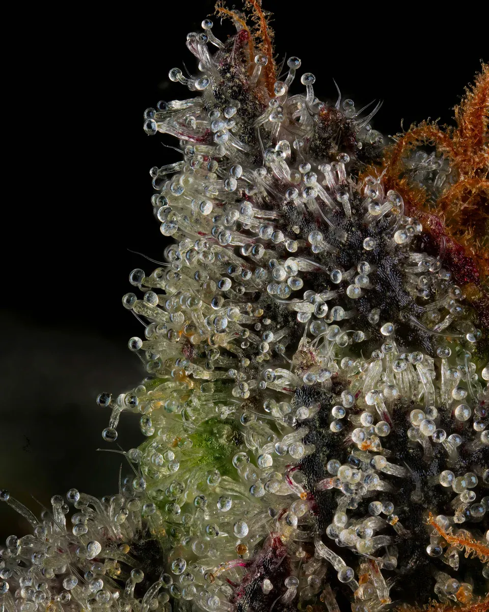 Compound Genetics - The Scrooge (fem.)
