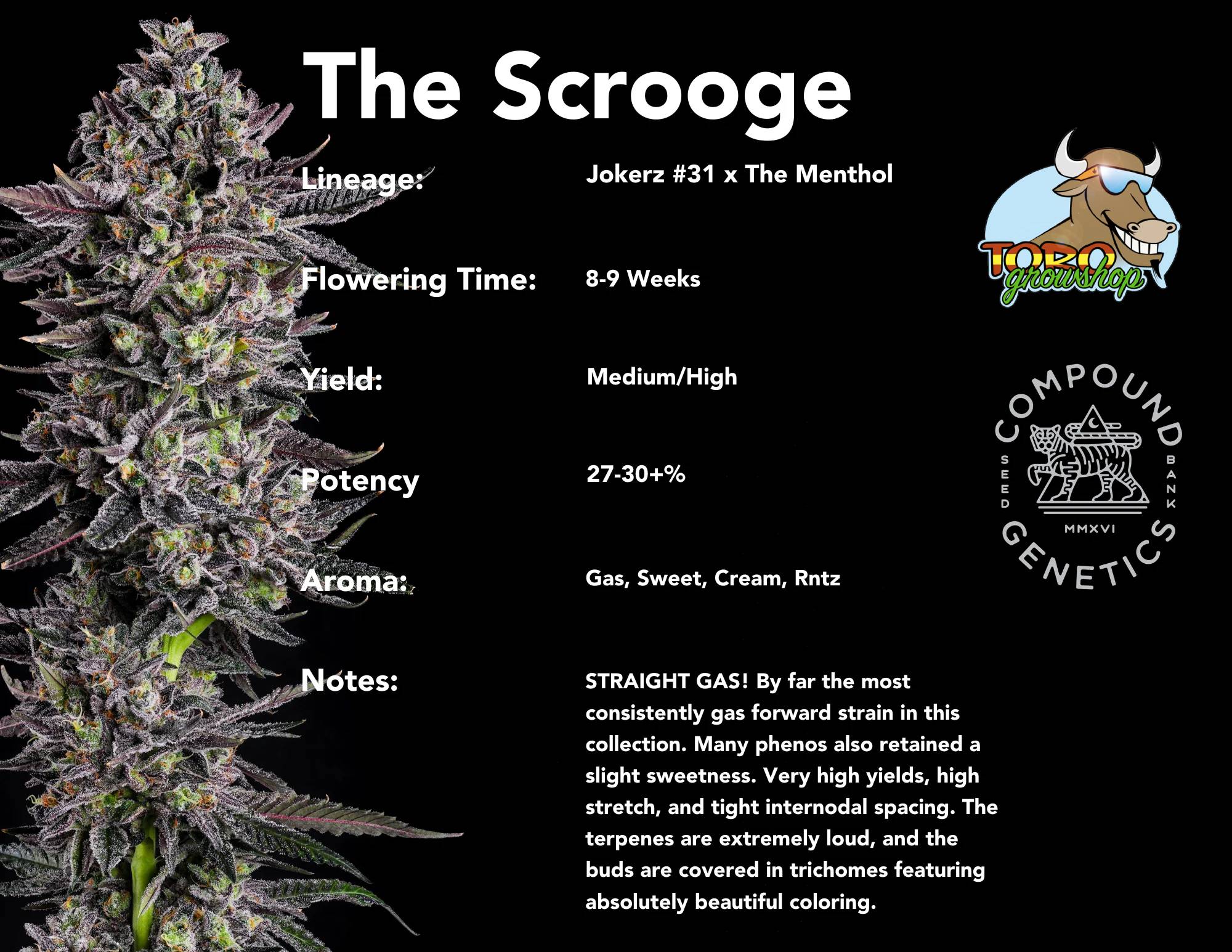 Compound Genetics - The Scrooge (fem.)