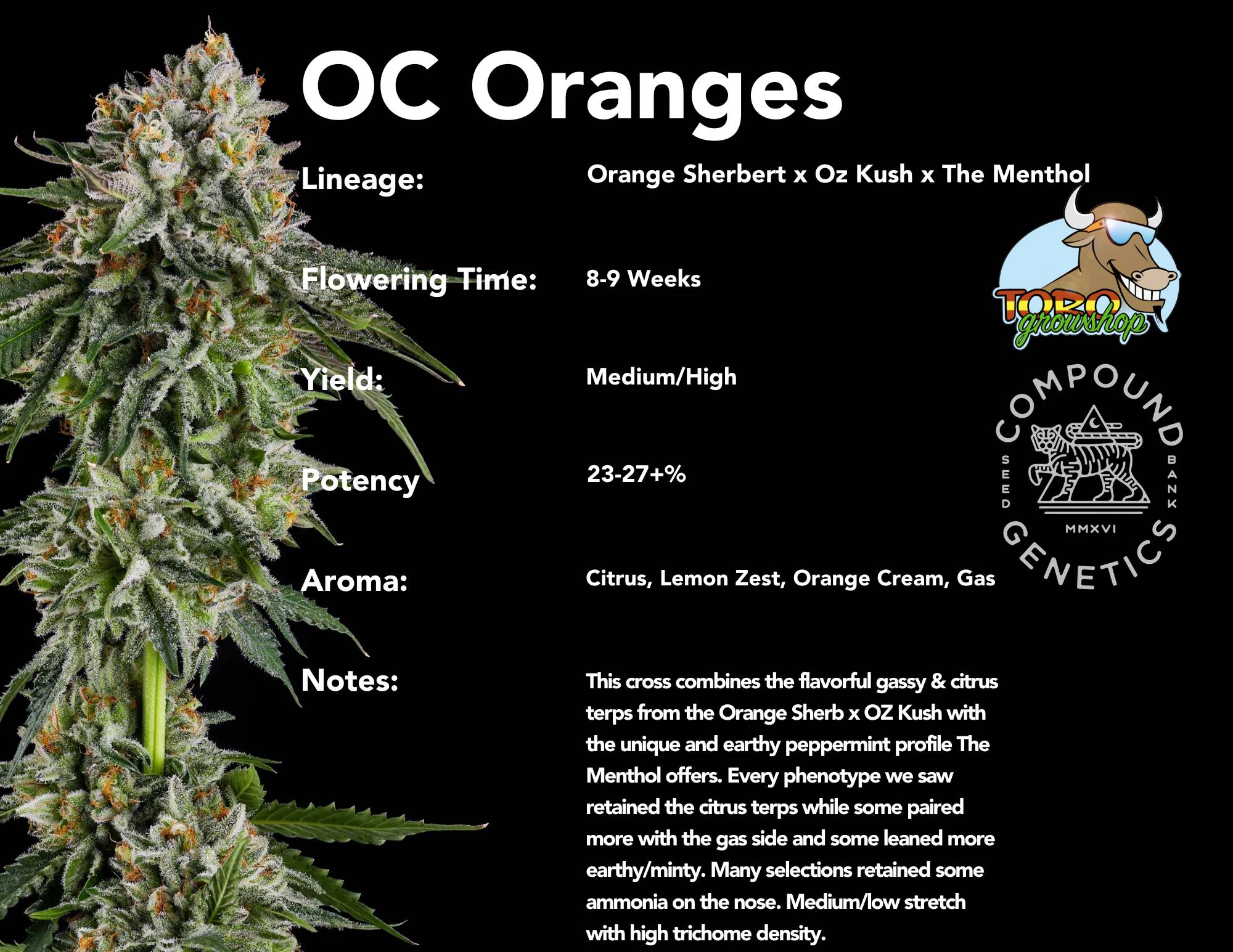 Compound Genetics - OC Oranges (fem.)