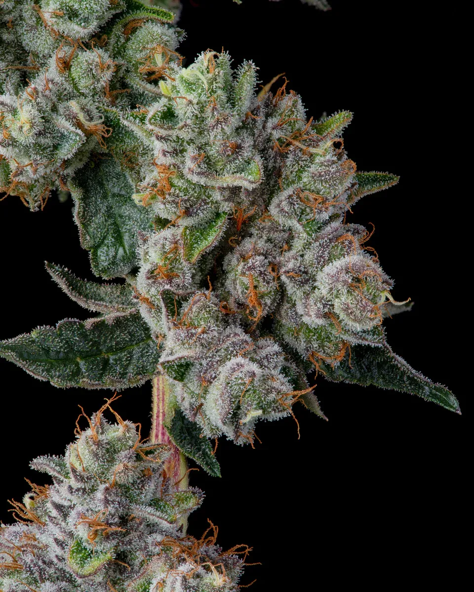 Compound Genetics - Glue 31 (fem.)
