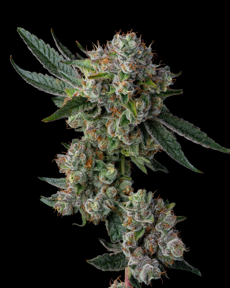 Compound Genetics - Glue 31 (fem.)