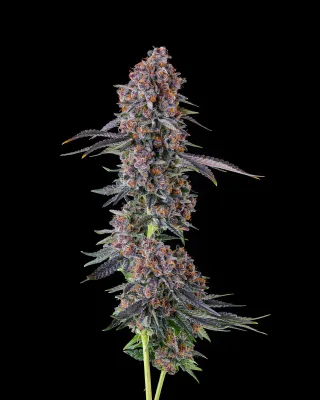 Compound Genetics - NYC Vapor (fem.) 09758