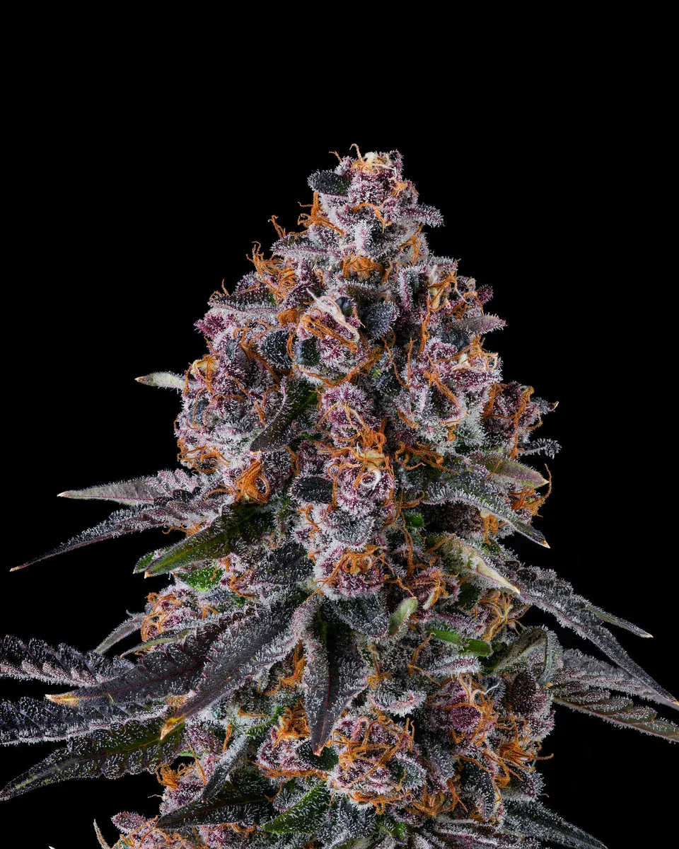 Compound Genetics - NYC Vapor (fem.)