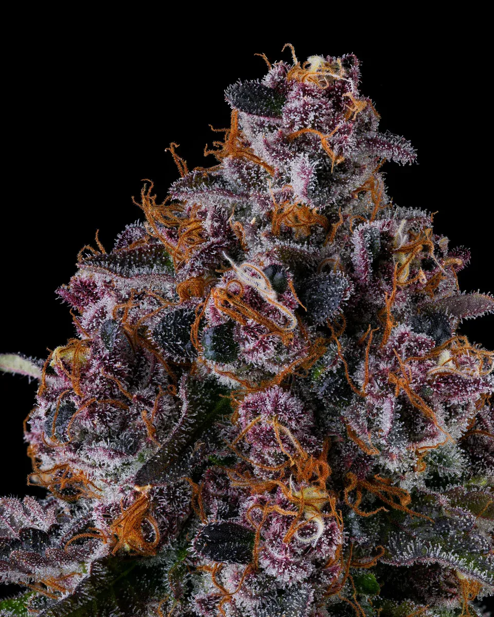 Compound Genetics - NYC Vapor (fem.)