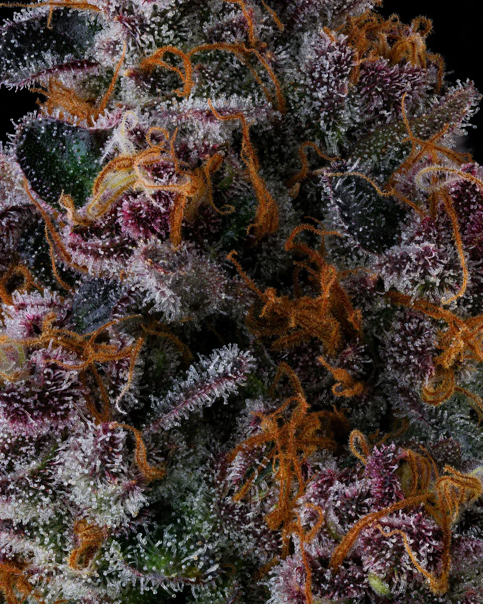 Compound Genetics - NYC Vapor (fem.)