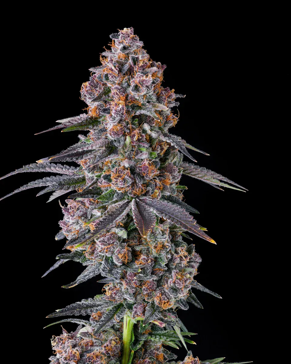 Compound Genetics - NYC Vapor (fem.)