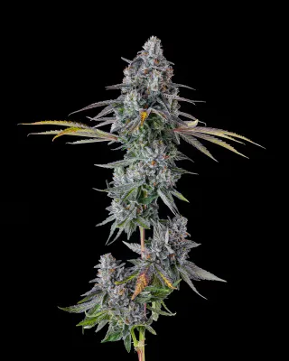 Compound Genetics - Inside Joke (fem.) 09760