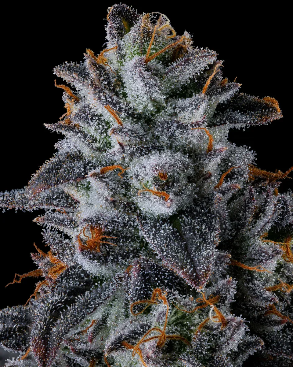 Compound Genetics - Inside Joke (fem.)