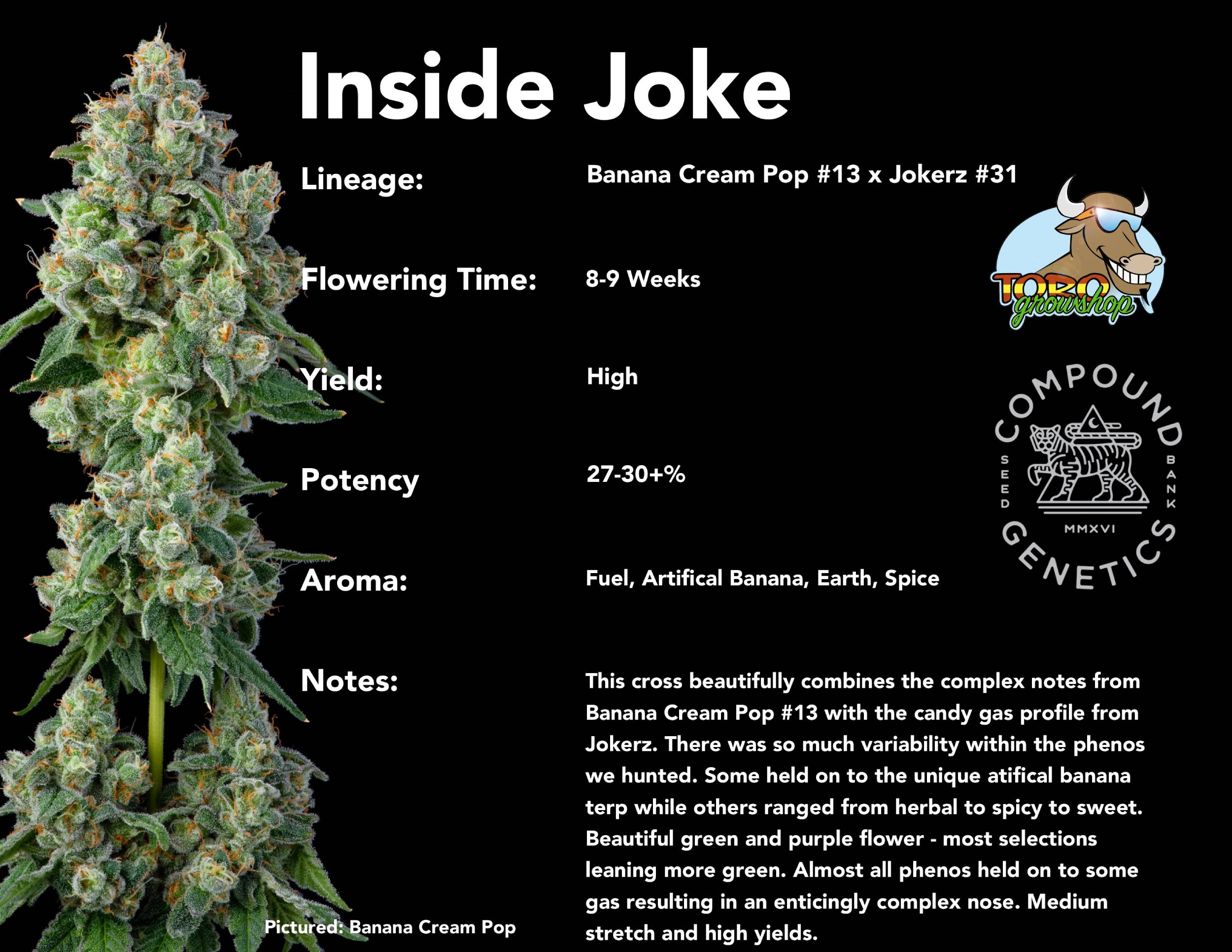 Compound Genetics - Inside Joke (fem.)
