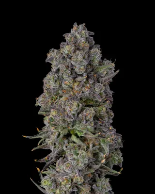 Compound Genetics - Candy Bezels (fem.) 09757