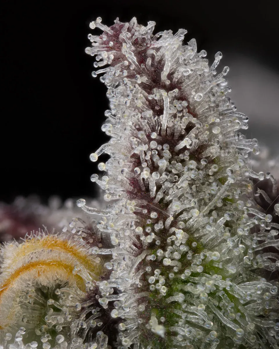 Compound Genetics - Candy Bezels (fem.)
