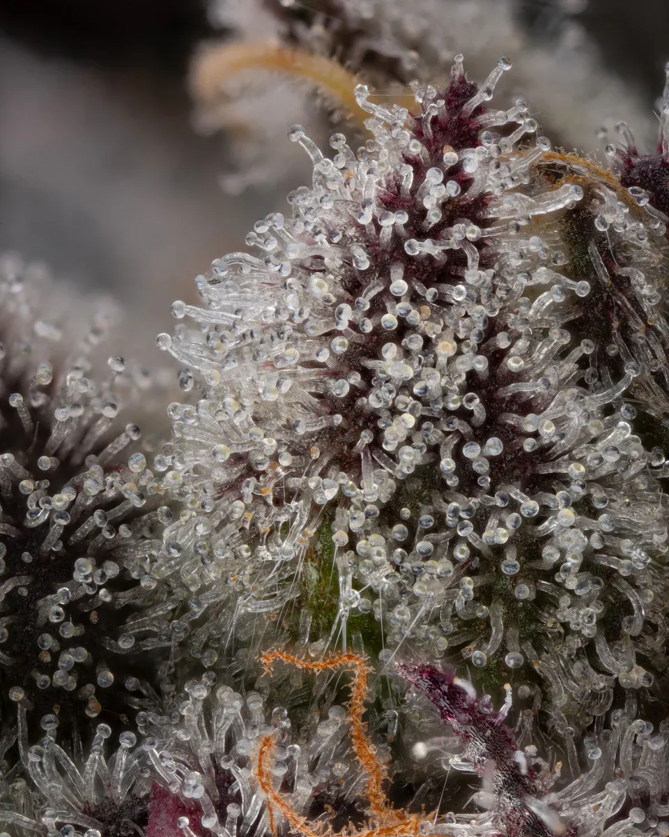 Compound Genetics - Candy Bezels (fem.)
