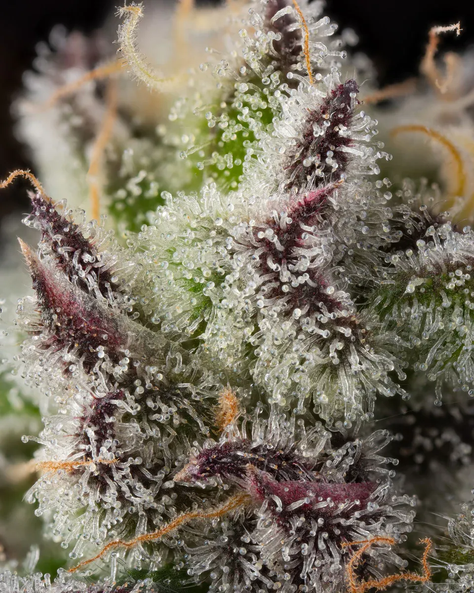 Compound Genetics - Candy Bezels (fem.)
