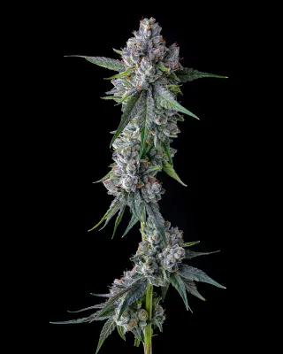 Compound Genetics - Trillianz (fem.) 09860
