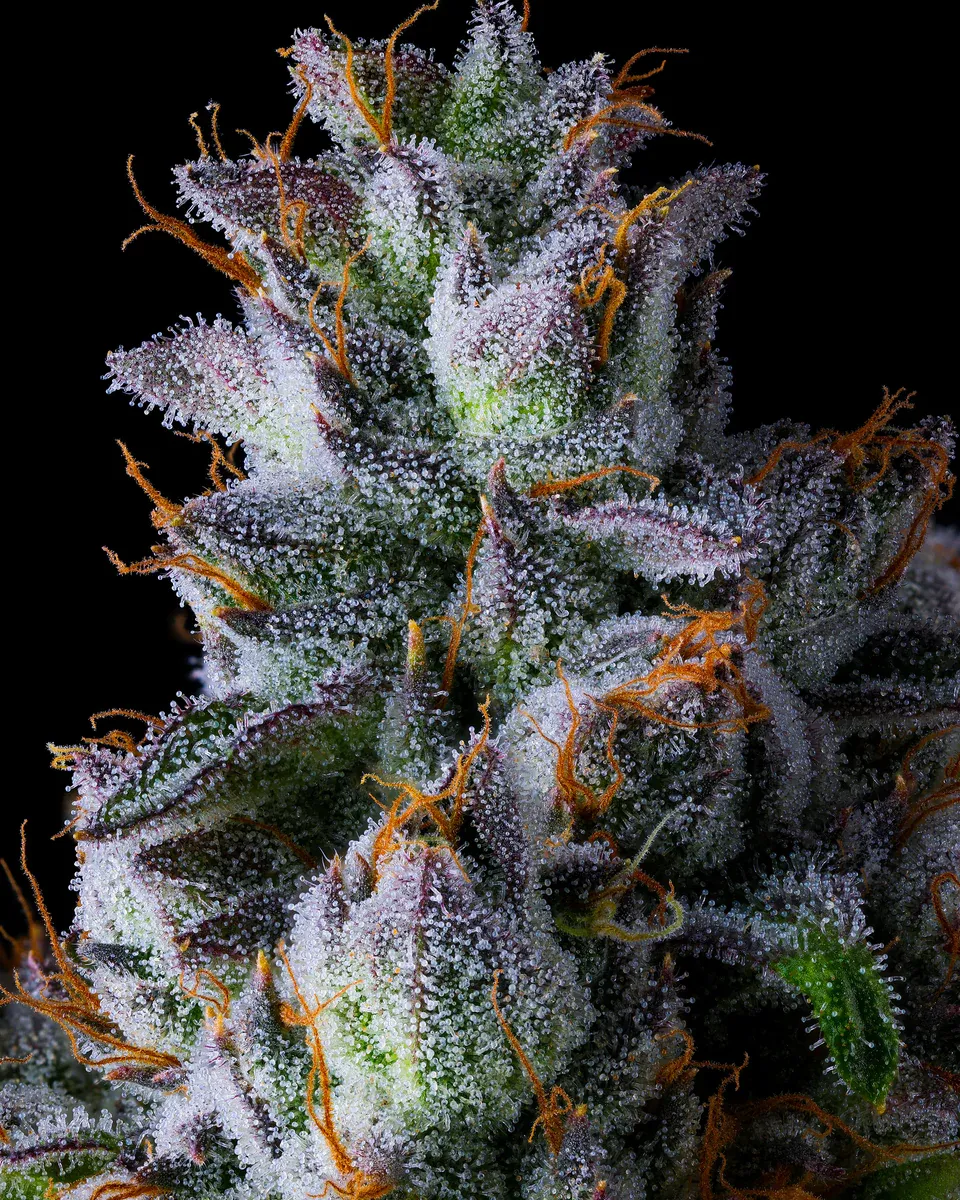 Compound Genetics - Trillianz (fem.)