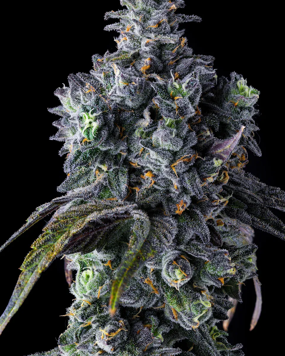 Compound Genetics - UK Riot (fem.) Compound Genetics - UK Riot (fem.)