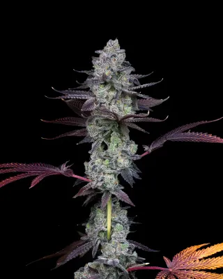 Compound Genetics - Wildcard (fem.) 09859