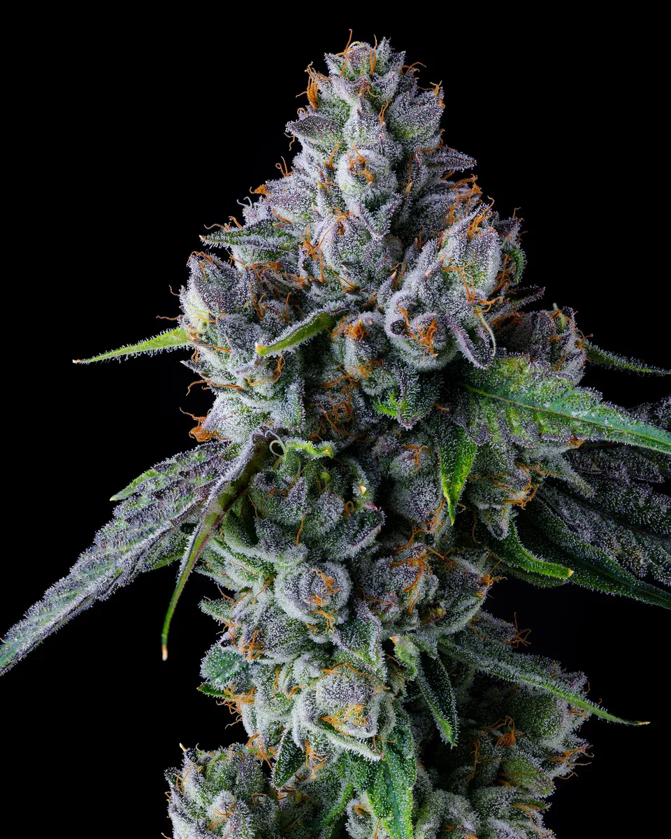 Compound Genetics - Trillianz (fem.)
