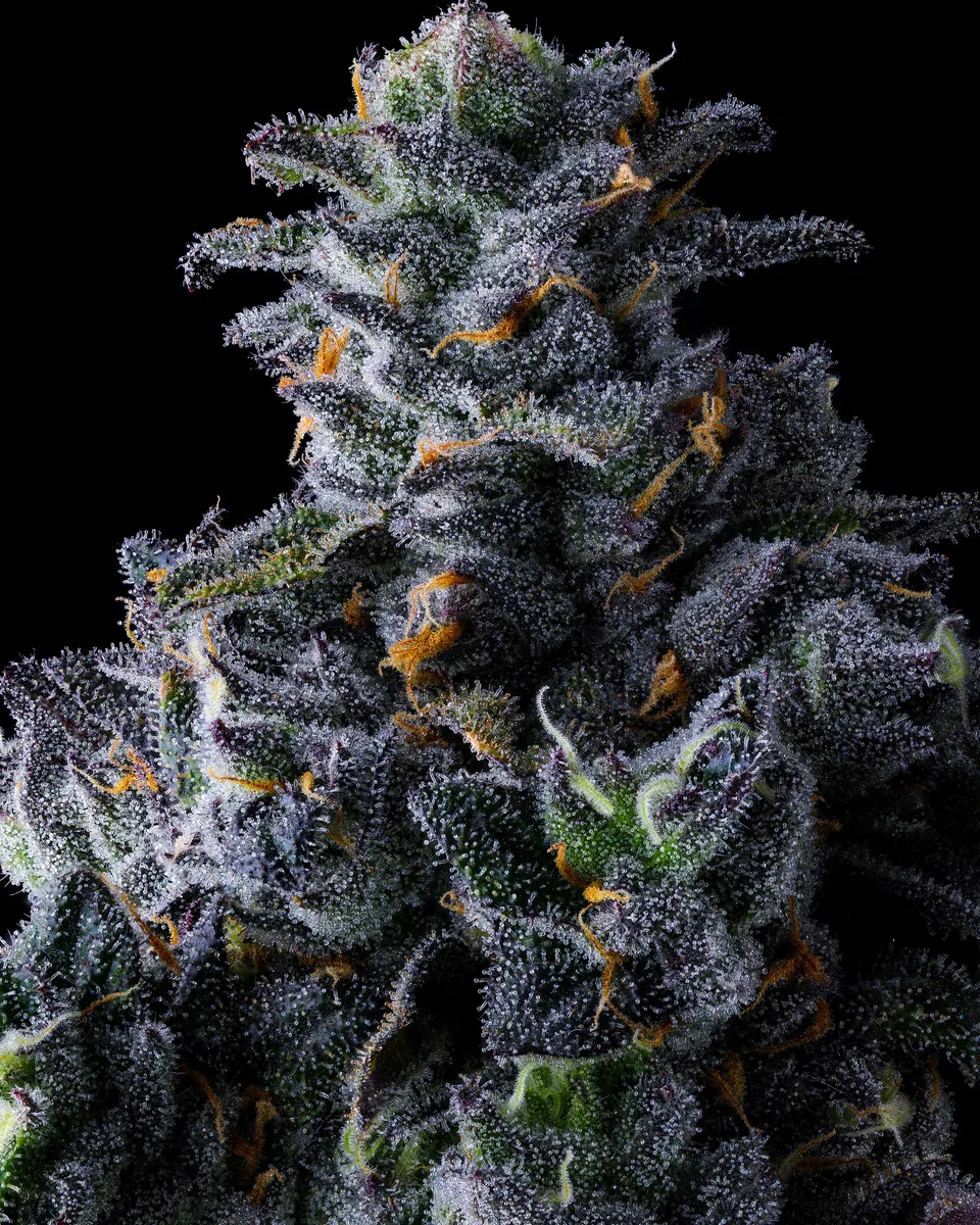 Compound Genetics - UK Riot (fem.) Compound Genetics - UK Riot (fem.)