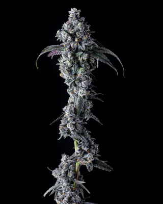 Compound Genetics - UK Riot (fem.) 09861