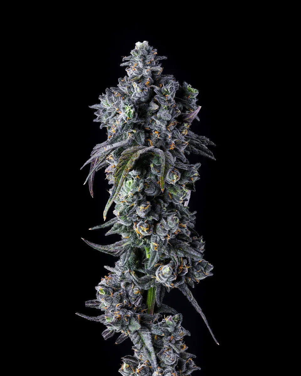 Compound Genetics - UK Riot (fem.) Compound Genetics - UK Riot (fem.)