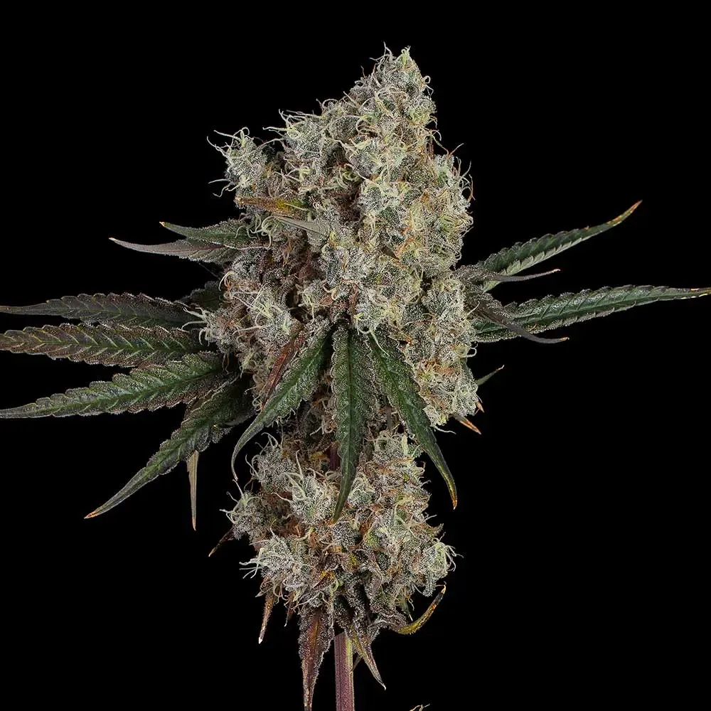 Happy Valley Genetics (by ETHOS) - Another Level (fem.) 🇺🇸