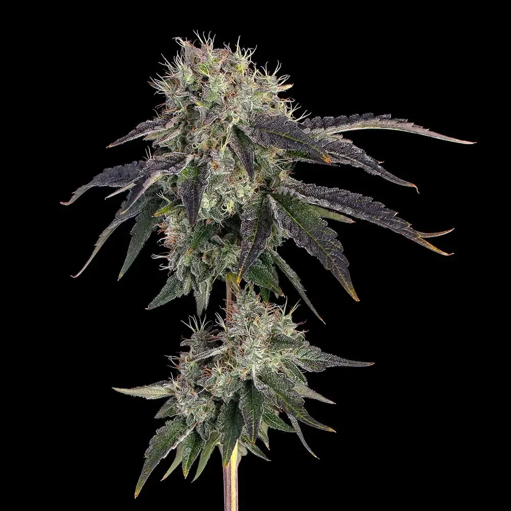Happy Valley Genetics (by ETHOS) - Baller’s Game (fem.) 🇺🇸