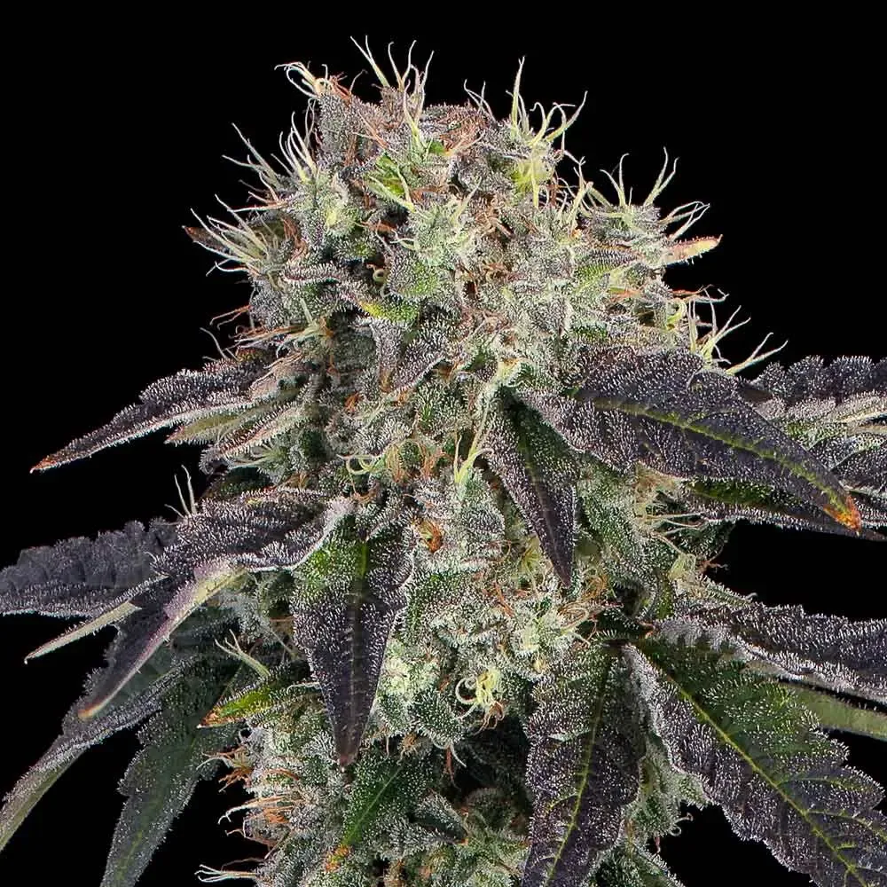 Happy Valley Genetics (by ETHOS) - Baller’s Game (fem.) 🇺🇸