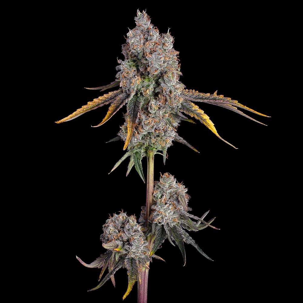 Happy Valley Genetics (by ETHOS) - Candy Games #25 (fem.) 🇺🇸