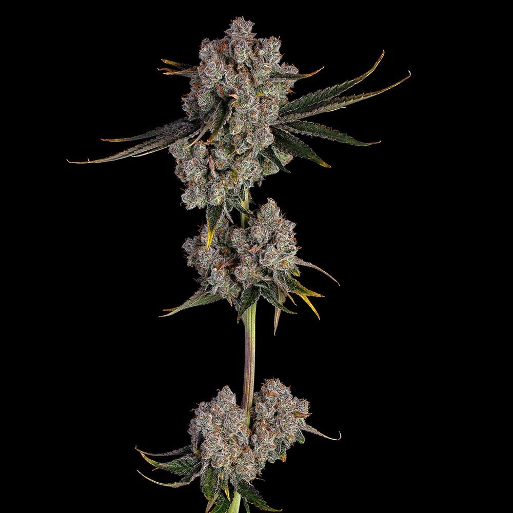 Happy Valley Genetics (by ETHOS) - Candy Games #38 (fem.) 🇺🇸