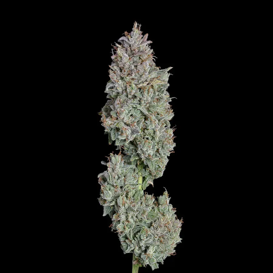 Happy Valley Genetics (by ETHOS) - Easy Button (auto/fem.) 🇺🇸