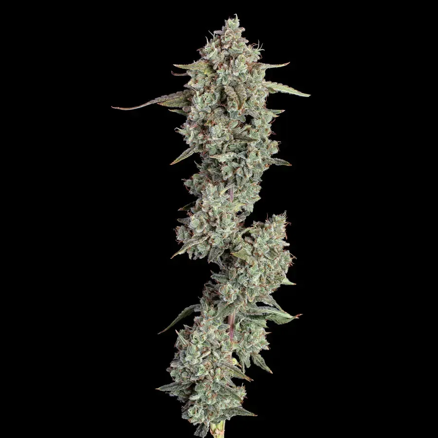 Happy Valley Genetics (by ETHOS) - Everglades OG (auto/fem.) 🇺🇸