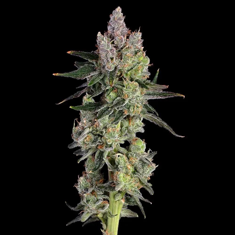 Happy Valley Genetics (by ETHOS) - Equilibrium (fem.) 🇺🇸