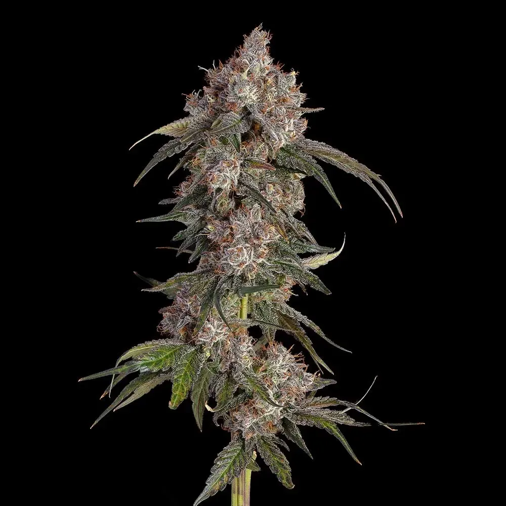 Happy Valley Genetics (by ETHOS) - Game Over (fem.) 🇺🇸