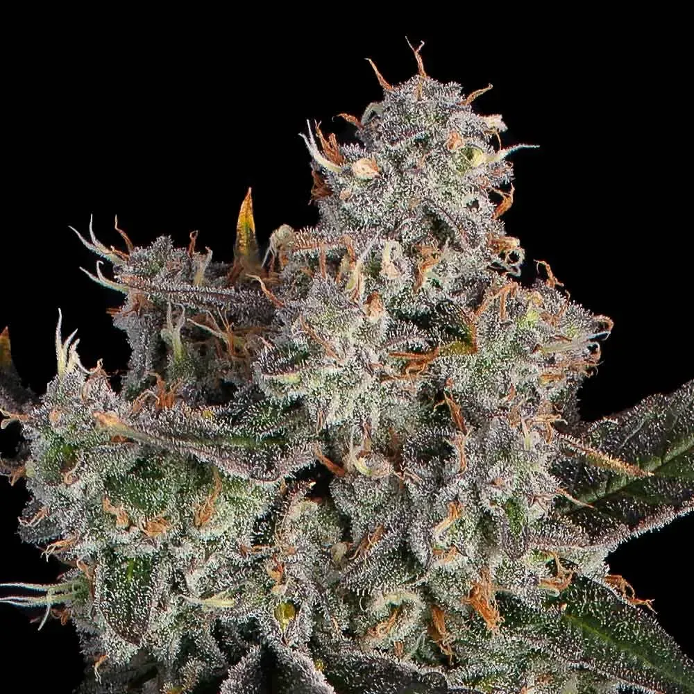 Happy Valley Genetics (by ETHOS) - Knockout (fem.) 🇺🇸