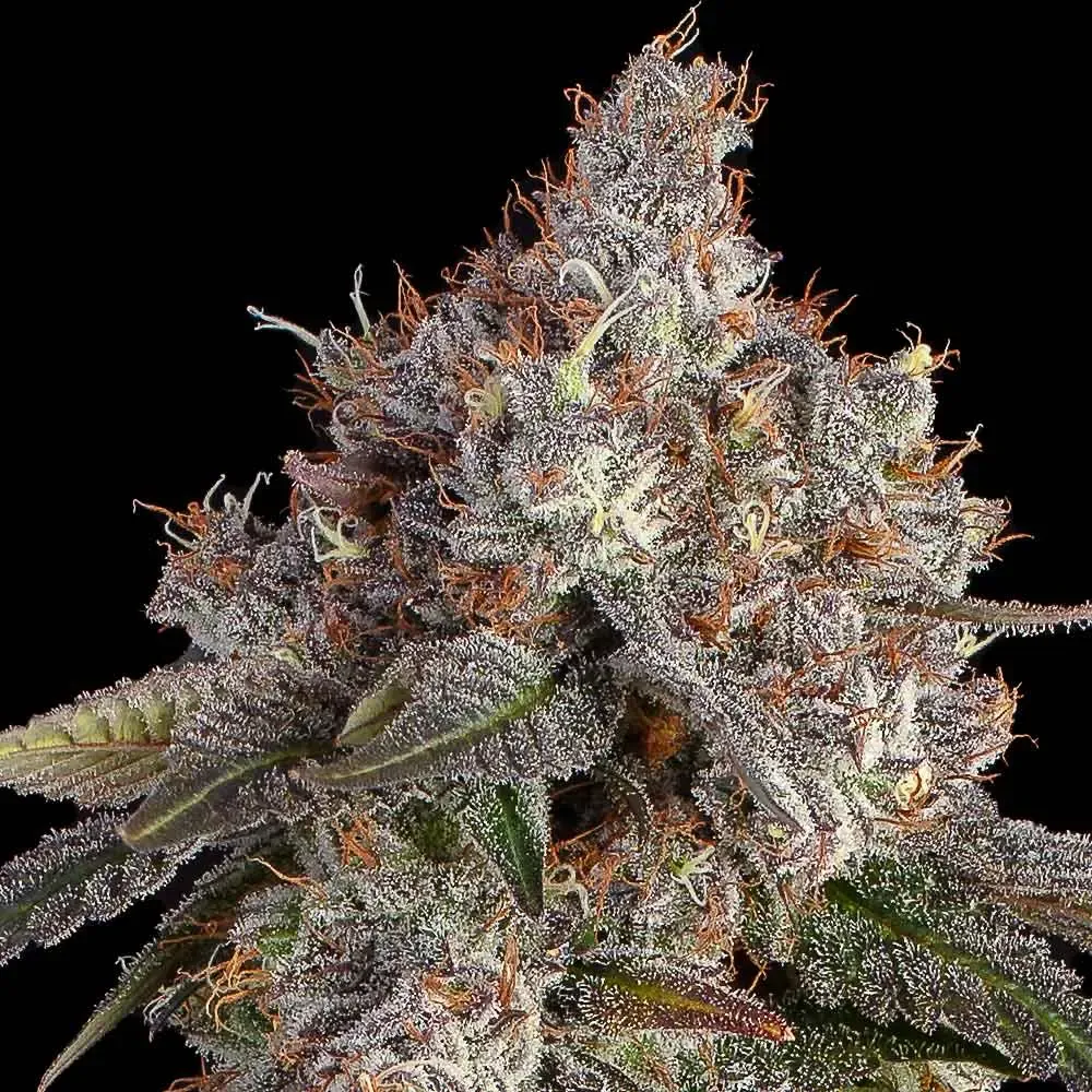 Happy Valley Genetics (by ETHOS) - Game Over (fem.) 🇺🇸