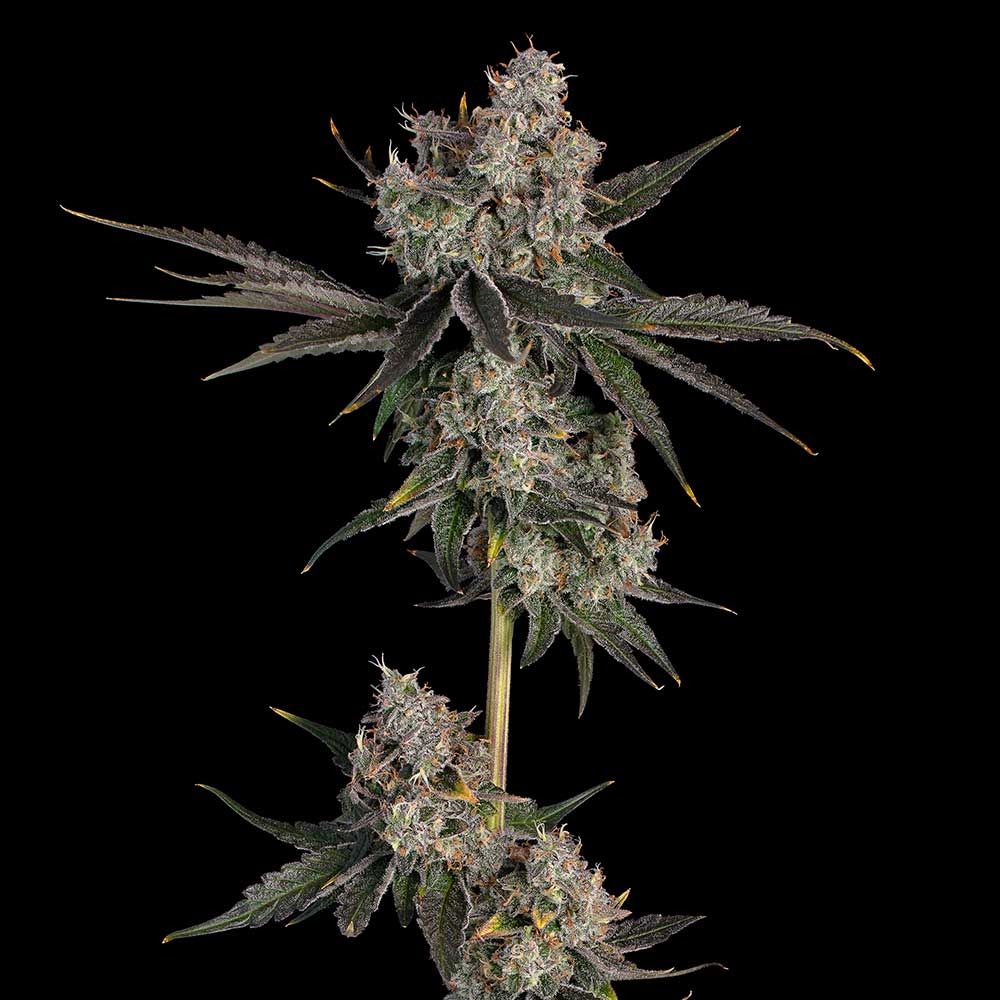 Happy Valley Genetics (by ETHOS) - Knockout (fem.) 🇺🇸