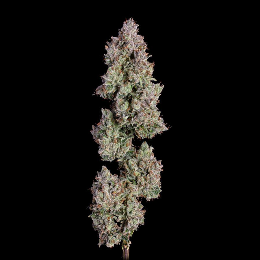 Happy Valley Genetics (by ETHOS) - Oh My Thai (auto/fem.) 🇺🇸