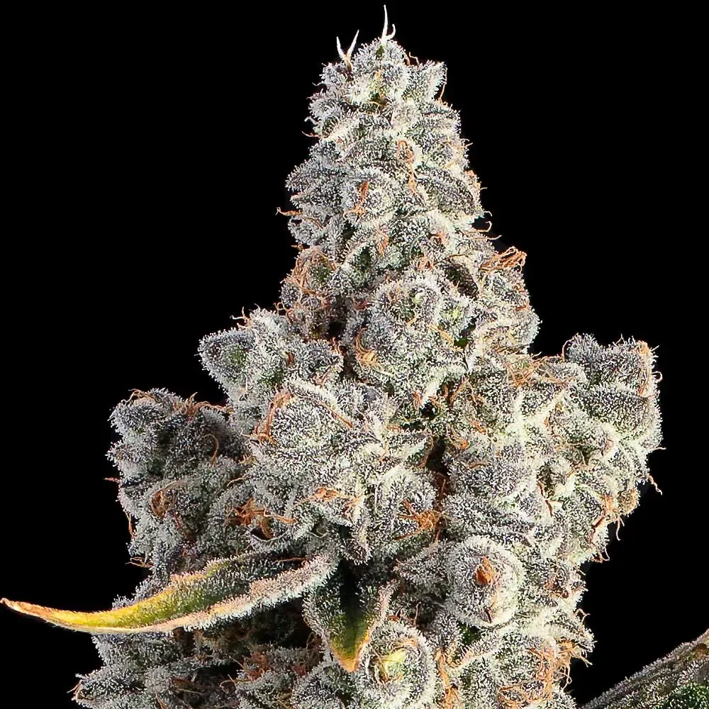 Happy Valley Genetics (by ETHOS) - Overtime (fem.) 🇺🇸