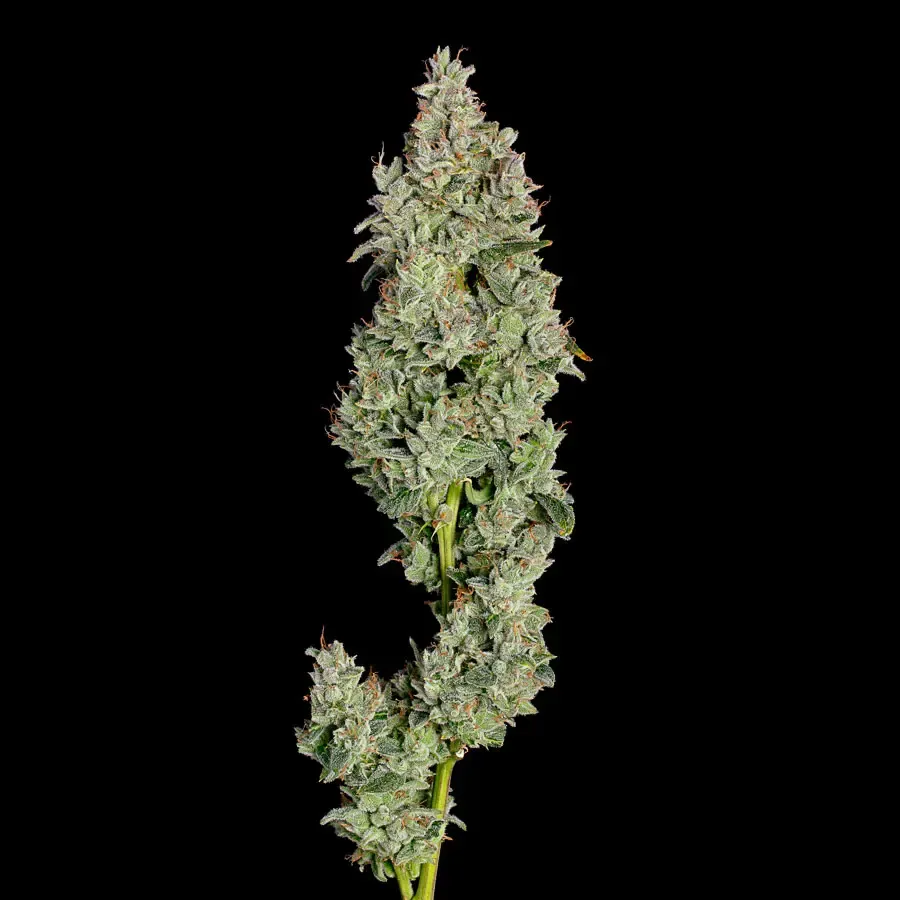 Happy Valley Genetics (by ETHOS) - Pineapple Daddy (auto/fem.) 🇺🇸