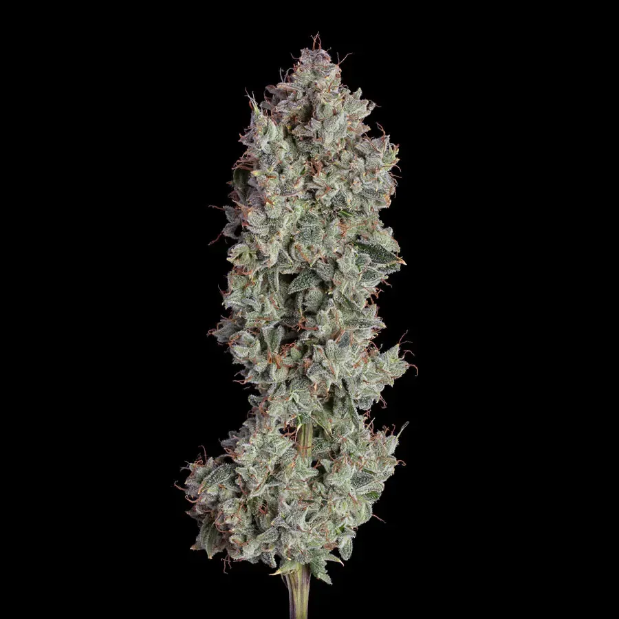 Happy Valley Genetics (by ETHOS) - Shortcut (auto/fem.) 🇺🇸