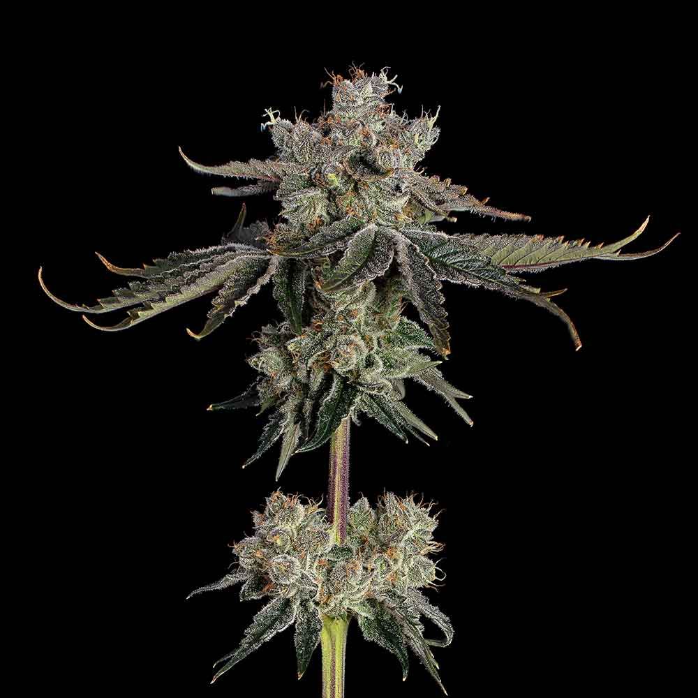 Happy Valley Genetics (by ETHOS) - Sweet 16 (fem.) 🇺🇸