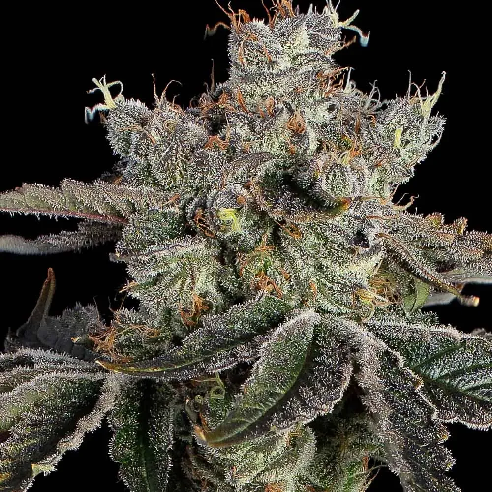 Happy Valley Genetics (by ETHOS) - Sweet 16 (fem.) 🇺🇸