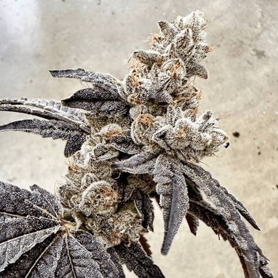 Exotic Genetix - Ben & Gary’s (fem.) 🇺🇸 09877