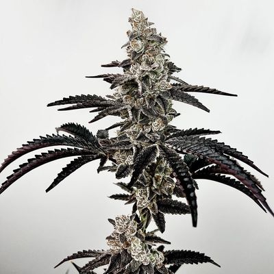 Exotic Genetix - Black Patronus (fem.) 🇺🇸 09878
